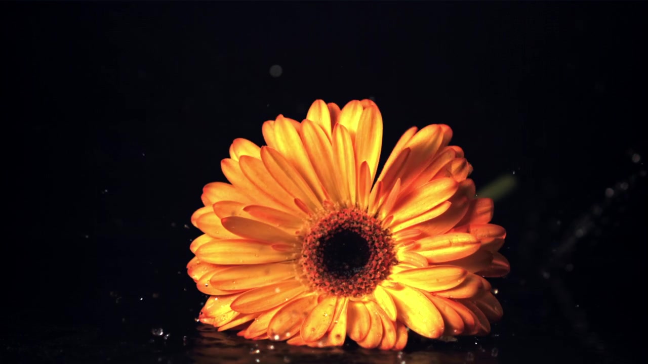 Fiore di gerbera arancione che cade e schizza al rallentatore su sfondo nero