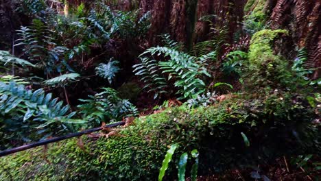 vegetación exuberante a lo largo de un sendero de bosque tropical