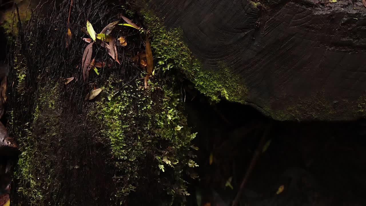 primer plano de musgo y hojas en el tronco del árbol