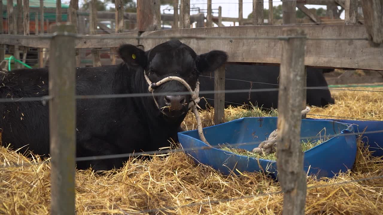 아르헨티나의 육류 농업