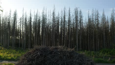 drone shot of damaged dead dry spruce forest hit by bark beetle disaster in czech countryside with pile of dead branches in the foreground