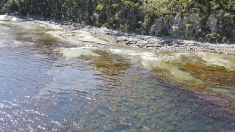 drohnenantenne über kelp-algen und tropisches blaues wasser mit grünen bäumen