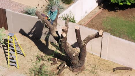 aerial high angle drone view of an man balanced in the remains of a mesquite tree trunk uses a chainsaw to remove limbs from the tree, scottsdale, arizona