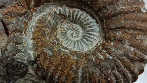 A-Rare-Fossil-Specimen-Close-Up