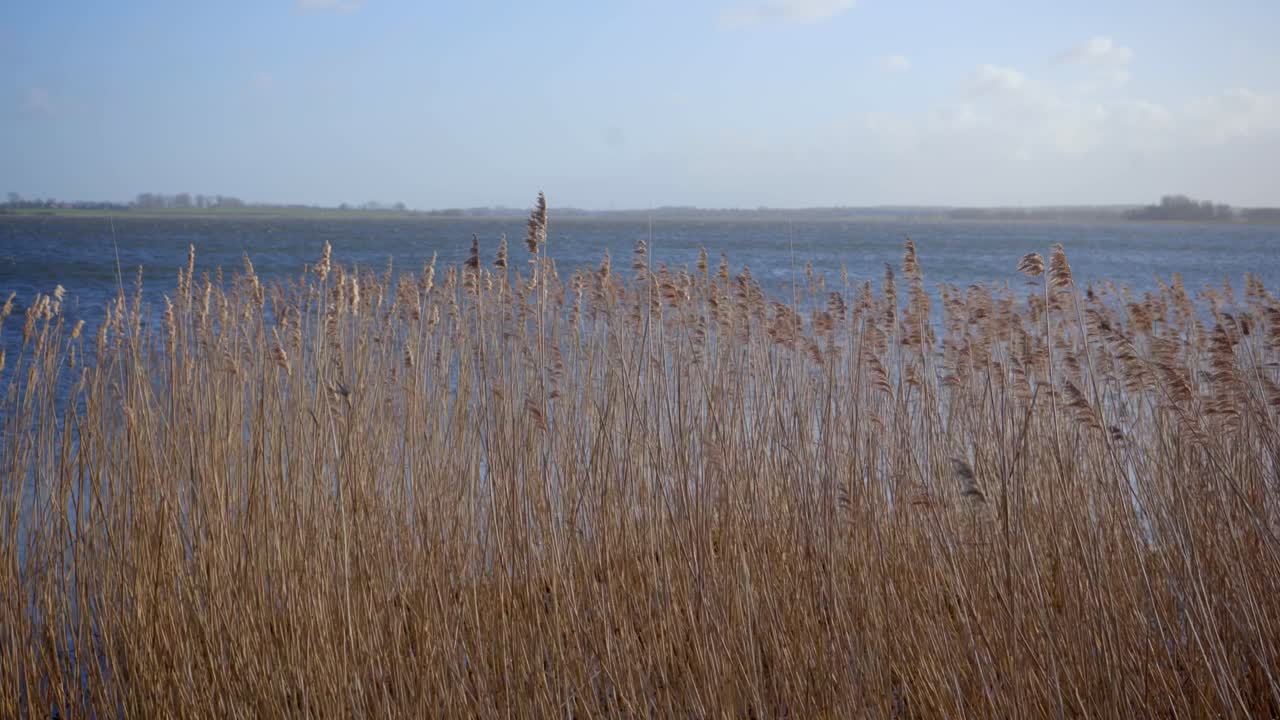 ветер шепчет через тростник на берегу воды: освежающая ветерная погода