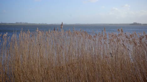 Wind-Flüstert-Durch-Schilf-Auf-Der-Wasserseite:-Belebendes,-Windiges-Wetter