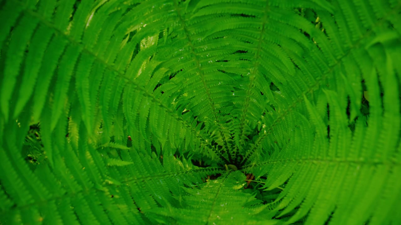 Vibrant green fern leaves fill the frame. Detailed leaf veins show natural texture. Dew drops glisten on leaf surfaces. Shot in soft daylight with depth focus