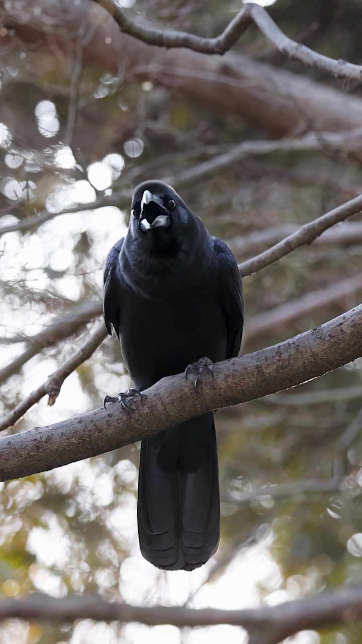 Un grande corvo nero si posa su un ramo, aprendo il becco per gracchiare a Tokyo