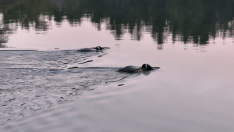 Two-loons-feeding-crossing-the-river