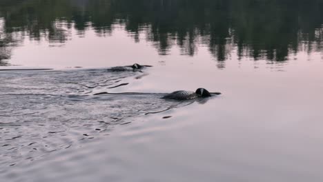 two loons feeding crossing the river