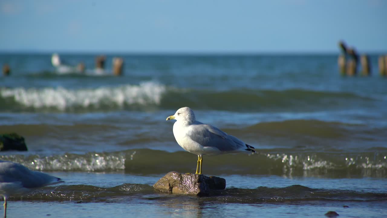 Seagull sitting on rock with ocean backdrop Nature