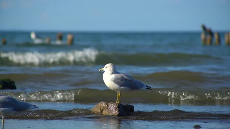 gaviota sentada sobre una roca con la naturaleza como telón de fondo del océano