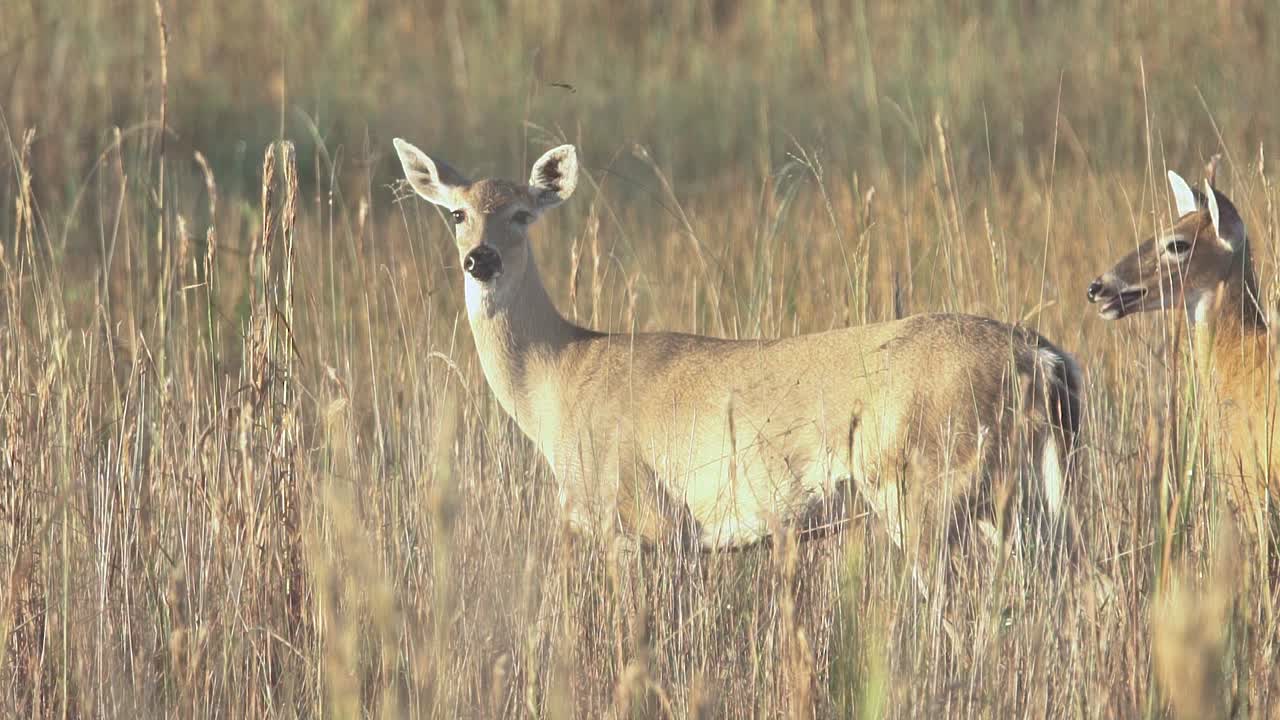 venado de cola blanca entre libélulas y cañas de aserrín en cámara lenta