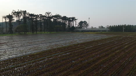expansive agricultural fields with advanced irrigation methods in use, bordered by tall trees and a distant greenhouse, showcase modern farming efficiency and management, drone establishing shot
