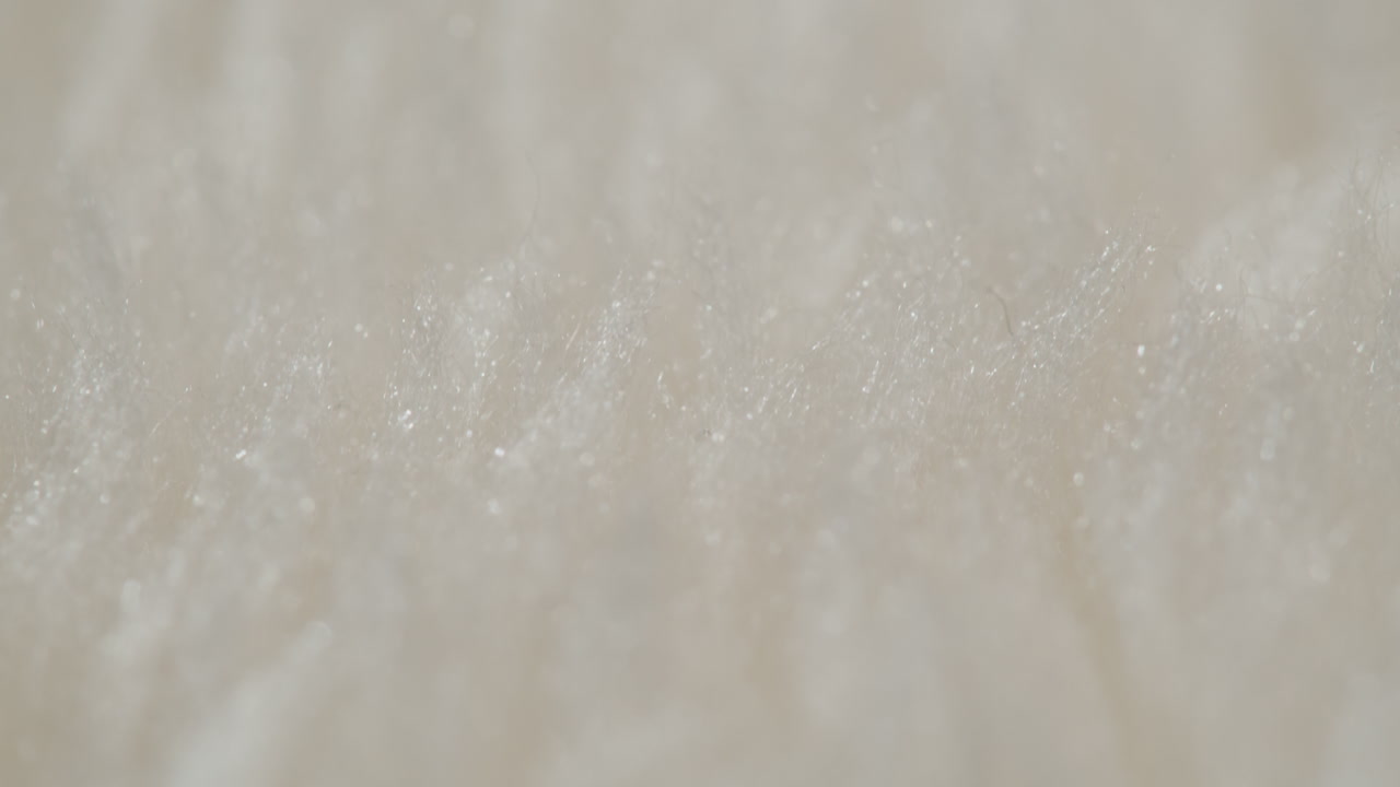 Close-up of White Fluffy Texture