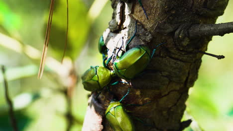 insecto con aspecto de escarabajo llamado euforia fulgida en un árbol en la selva vietnamita