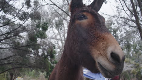 retrato de un caballo mula mirando a la cámara en un rancho en invierno