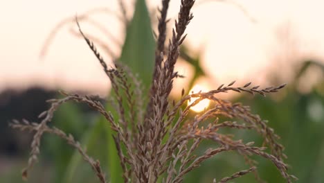 Maizal-Con-Puesta-De-Sol-En-El-Fondo-De-Cerca