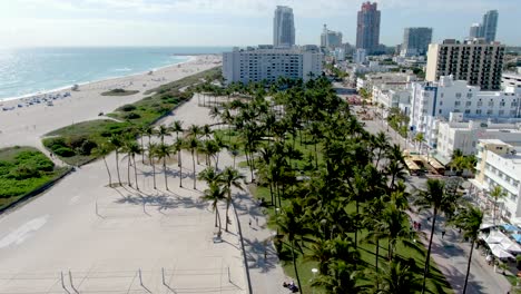 palmeras de pie en el parque lummus en south beach