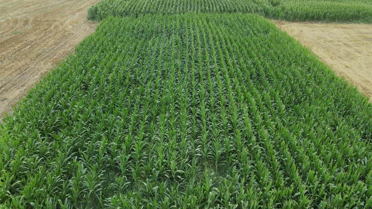 vista aerea del campo de maiz