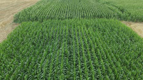corn field aerial view