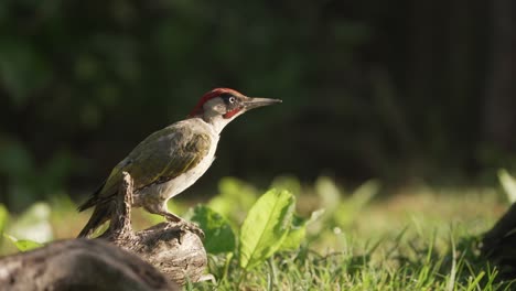 a ground-level shot of the european green woodpecker