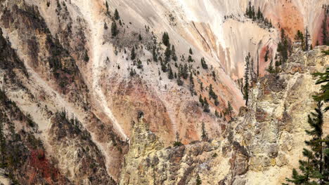 tilt up on colorful canyon walls to tree line of the grand canyon of yellowstone