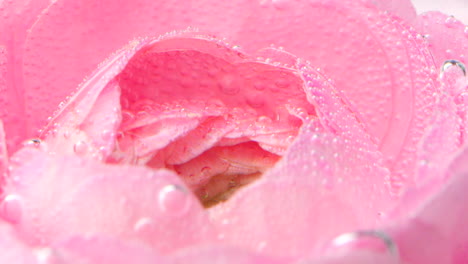 pink rose with water droplets and bubbles