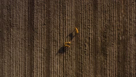 Birds-eye-view-of-three-deers-standing-on-dirt-field