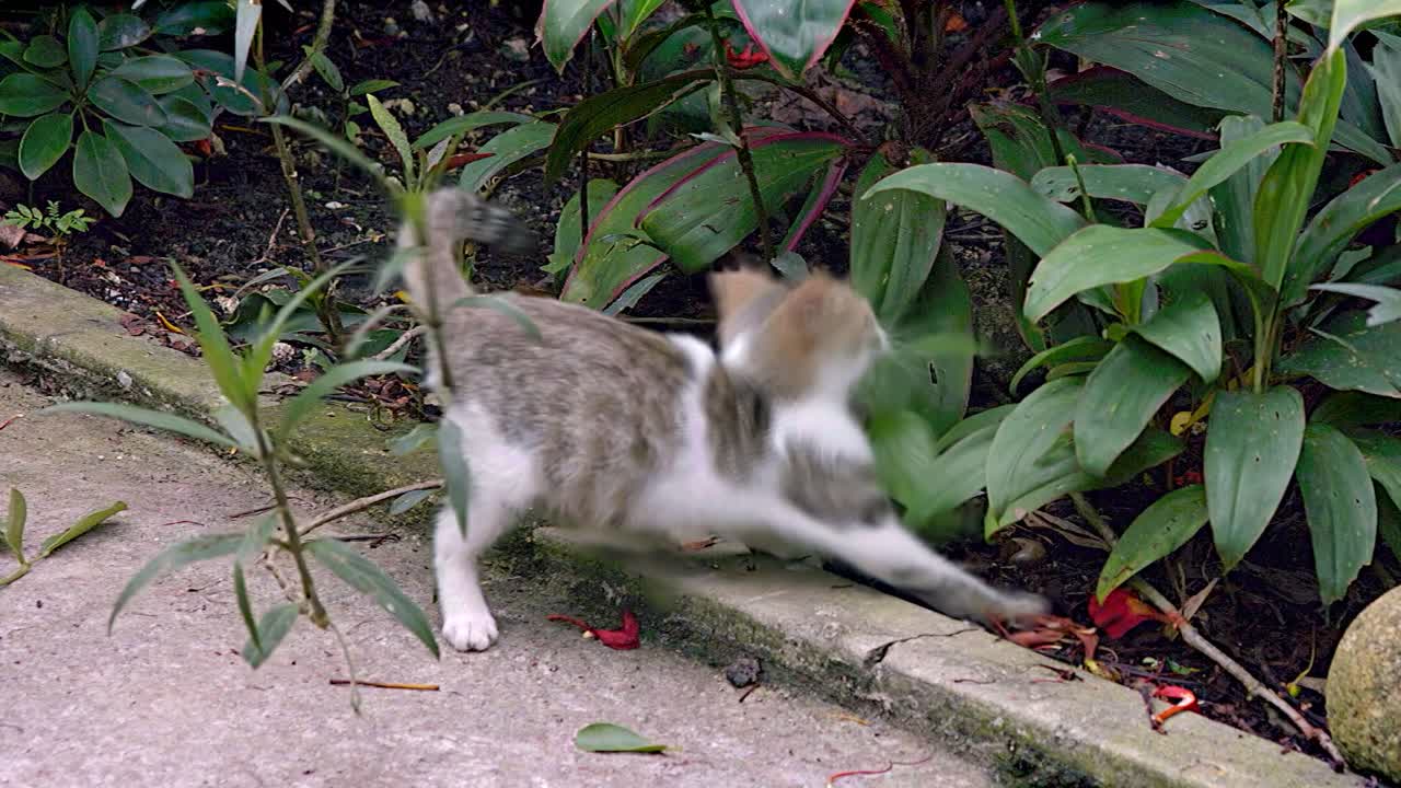 gatito callejero jugando con hojas de plantas en el jardín
