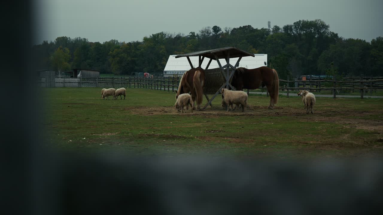 Horses and sheep gather under a wooden shelter in a fenced pasture at Schloss Hof, Austria