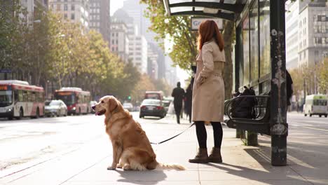 a woman and her golden retriever wait at a bus stop amidst a bustling cityscape, capturing a moment of anticipation in urban life