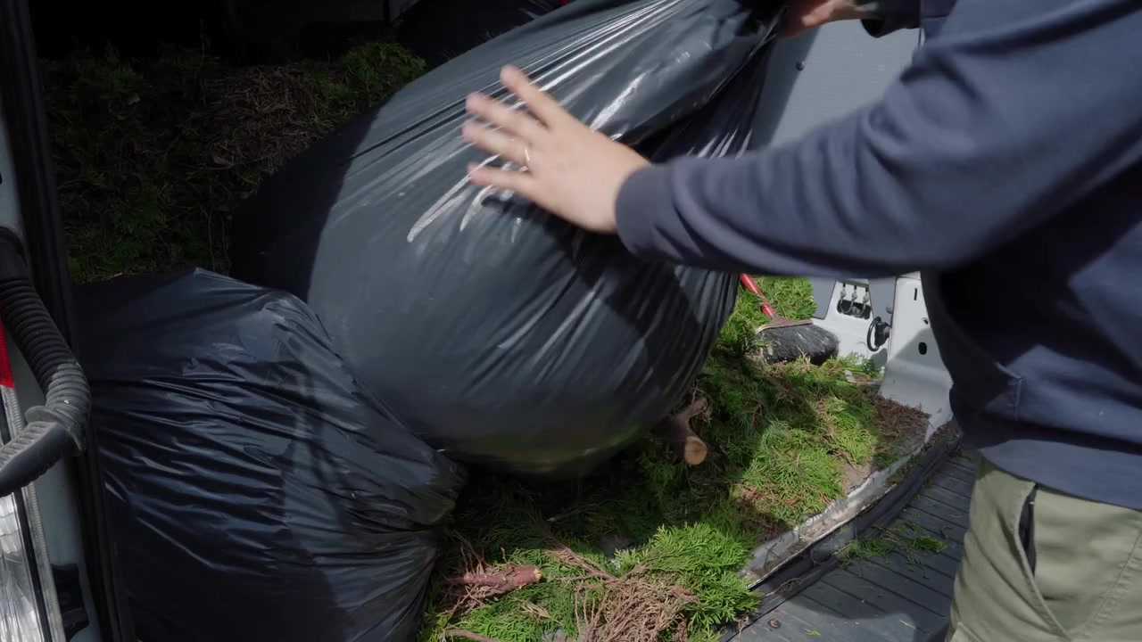 Worker removes filled black bags from a cargo van loaded with conifer clippings and roots during a recycling trip.
