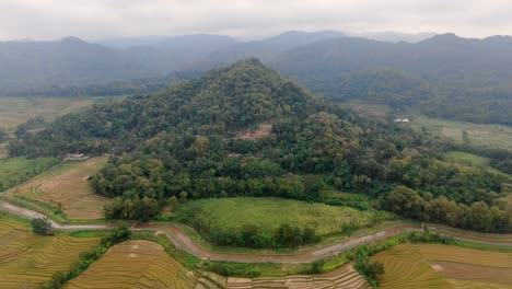 forestry hill surrounded by vast rice fields, aerial orbit view