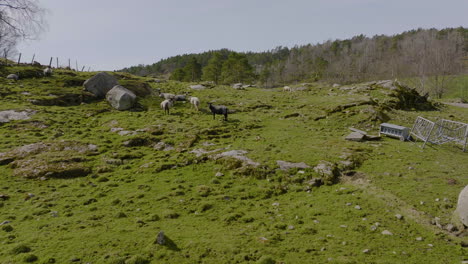 Sheep-grazing-and-walking-on-beautiful-green-grass-fields-in-Norway