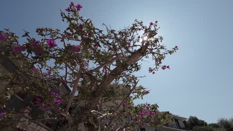 low angle orbit of colourful flowery bush, in to midday sun