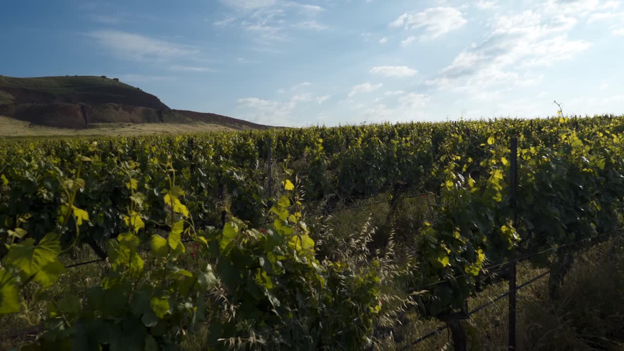 caminando por el viñedo en el campo en un día soleado
