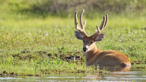 Männlicher-Sumpfhirsch-Im-Feuchtgebietspark-Liegt-Im-Seichten-Wasser,-Um-Sich-Abzukühlen