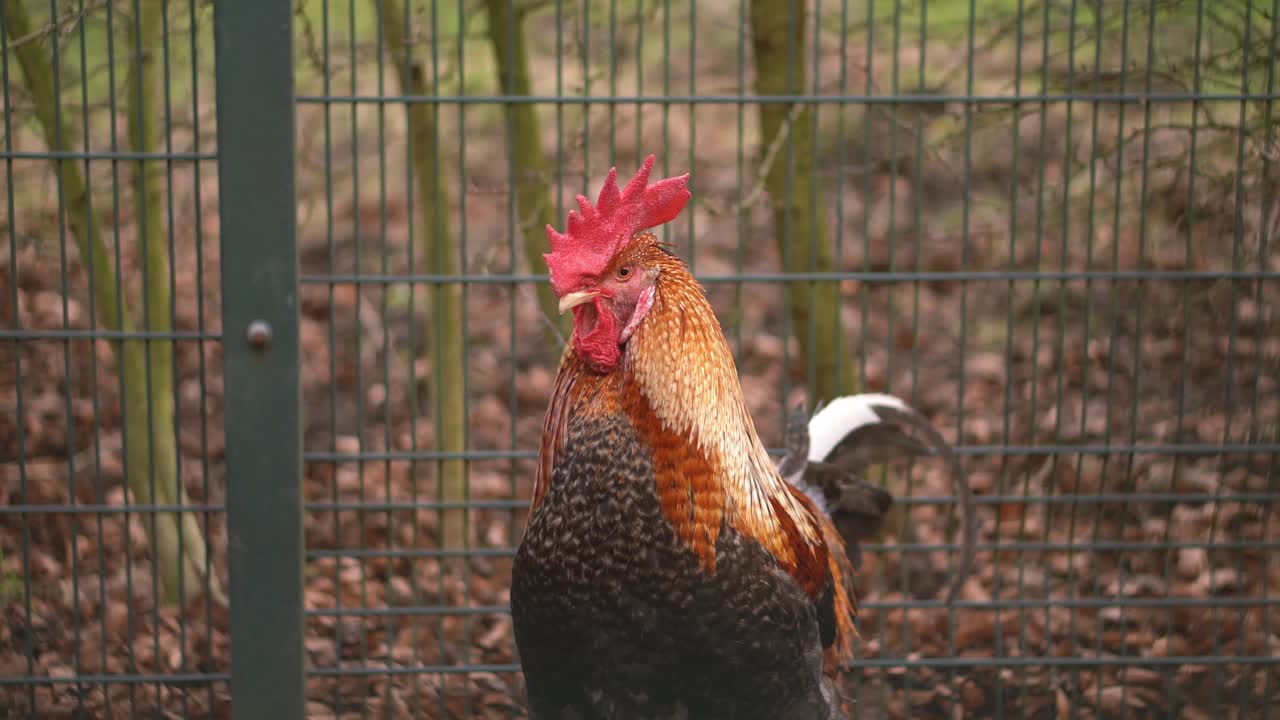 un primer plano de un gallo en una jaula