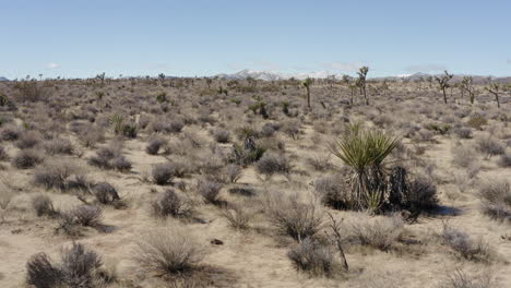 vista aérea baja del desierto de joshua trees en california