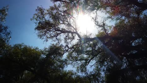 domingo, luz a través de los árboles