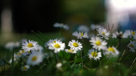 Un-Primer-Plano-De-Un-Grupo-De-Margaritas-En-Un-Jardín-Que-Sopla-En-El-Viento