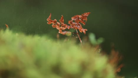 Un-Vídeo-De-Primer-Plano-De-Las-Plantas-En-Miniatura-Y-El-Musgo-En-La-Tundra-Otoñal-Con-Un-Fondo-Bokeh-Borroso