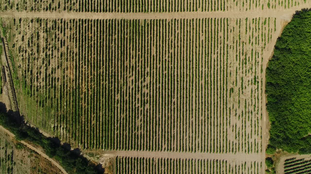 vista aérea del paisaje de los viñedos