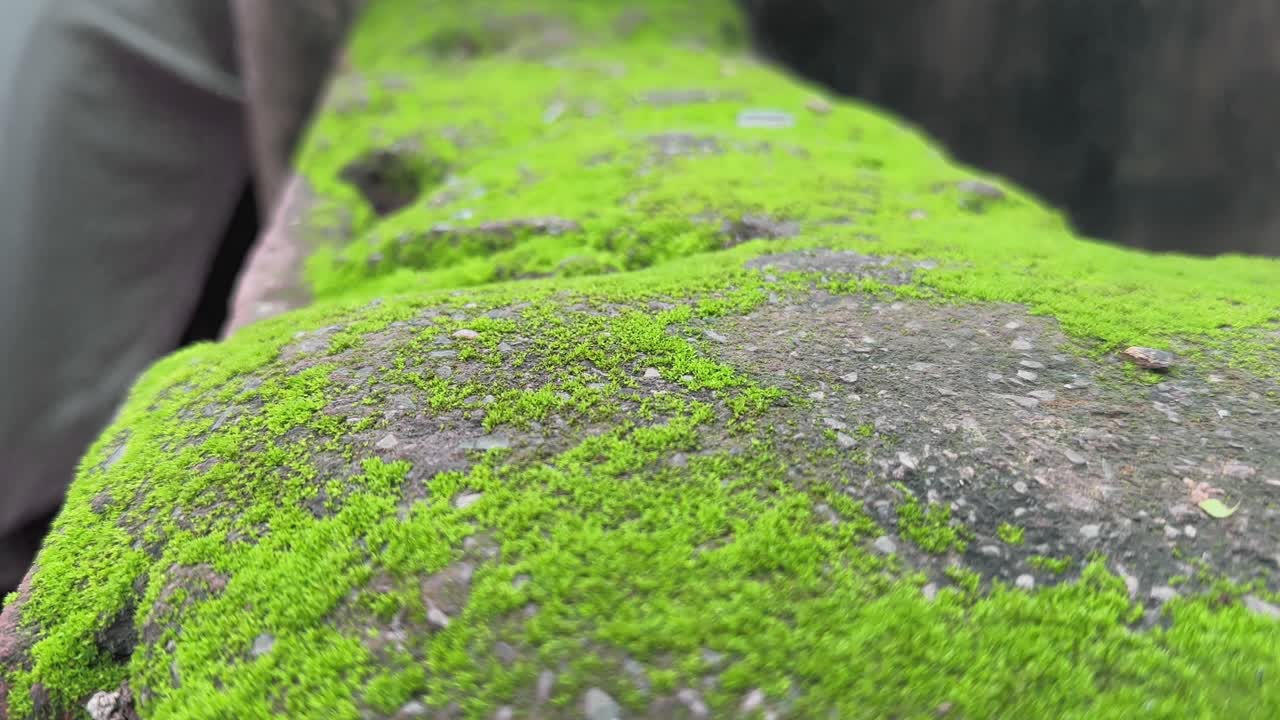 Closeup of a wall covered in green moss or algae it is very common in damp, and shaded areas and can become a slippery hazard or cause surface damage over time if not addressed