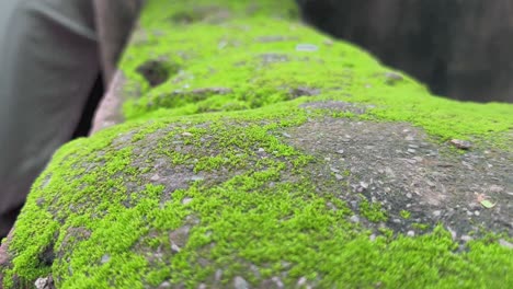 closeup of a wall covered in green moss or algae it is very common in damp, and shaded areas and can become a slippery hazard or cause surface damage over time if not addressed