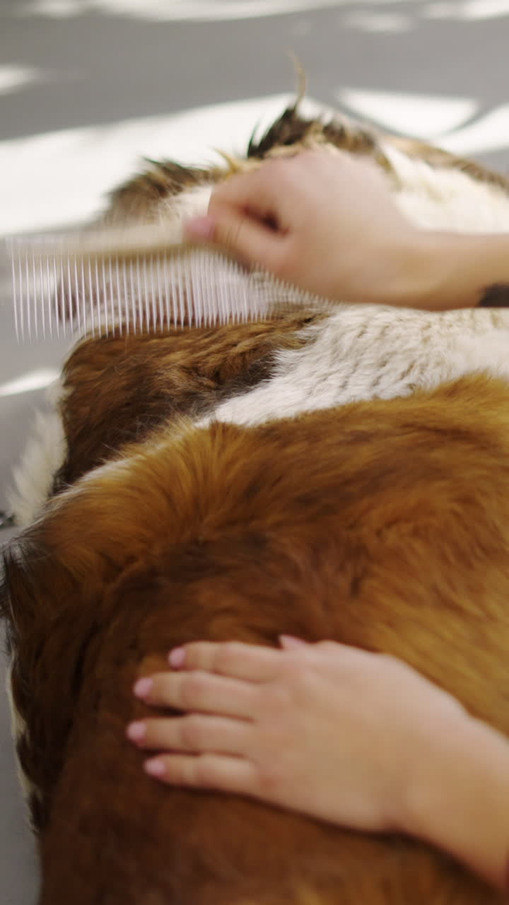 Close-Up of Hands Combing a Dog's Fur