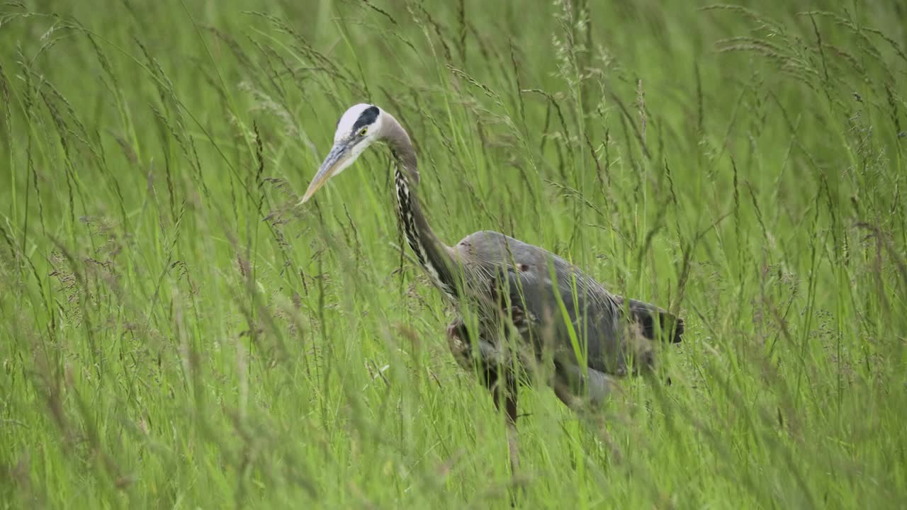 Blue Heron Bird in tall green grass close up slow motion walking to find food