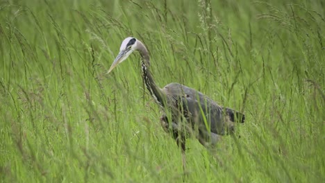 blue heron bird in tall green grass close up slow motion walking to find food