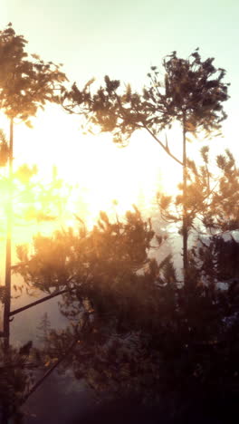 morning sunlight filters through trees in a serene forest setting